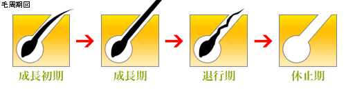 ムダ毛の成長と衰退